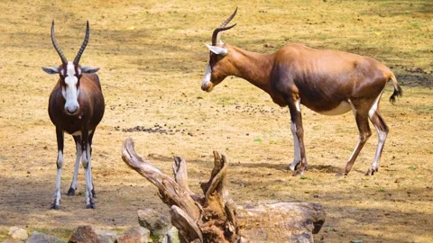 A White-fronted damaliscus antelope Stock Footage 253258833