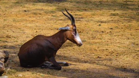 A White-fronted damaliscus antelope Stock Footage 253259043