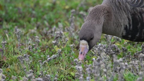 White-fronted feeding on grass, head cu, slomo, 4k Stock Footage 263607475