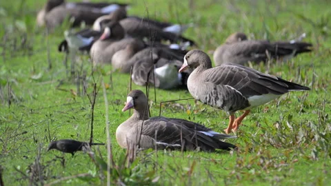 White-fronted geese, bird, flock, loafing on grassy bank, 4k, Stock Footage 263102217