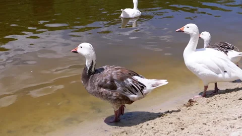 White-Fronted Geese at the Lake Stock Footage 293236355