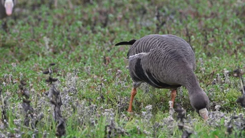 White-fronted goose feeding facing camera, slomo 4k Stock Footage 263607738