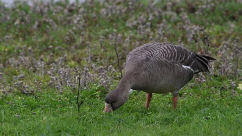 White-fronted goose,  grey, full frame, feeding on grass, slomo 4k Stock Footage 263607669