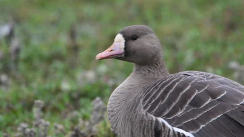 White-fronted goose head shot cu, 4k Stock Footage 263607527