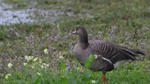 White-fronted goose, single, standing on grass, slomo, 4k Stock-Footage 263607626
