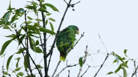 White fronted parrot of the Amazon in the wild. Stock Footage 11915842