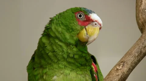 White Fronted Parrot Close Up (HD) Stock Footage 2650465