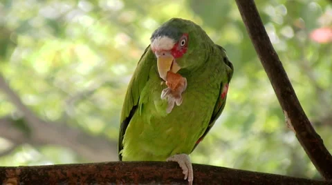 White Fronted Parrot Eating Large Treat (HD) Stock Footage 2923721