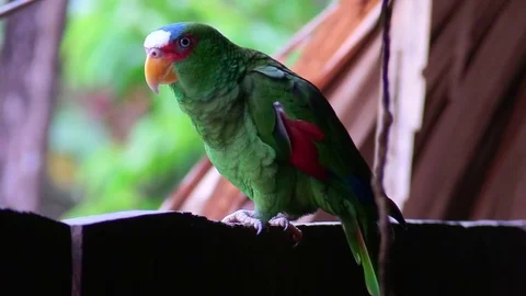 A white fronted parrot looks at the camera. Stock Footage 79497849