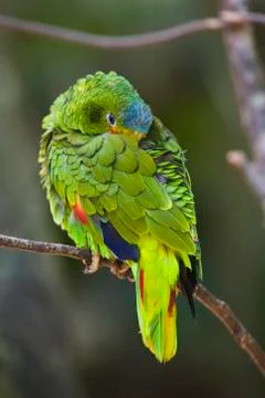 White-fronted Parrot Stock Photos