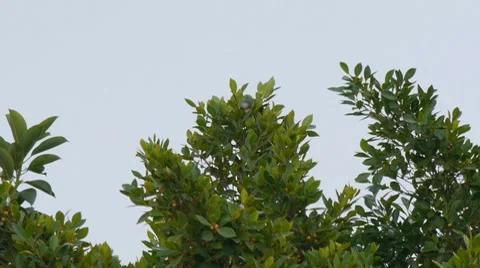 White Fronted Parrot On TreeTops Stock Footage 8574886
