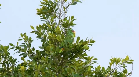 White Fronted Parrot On TreeTops Stock Footage 8600360