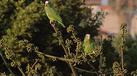 White Fronted Parrots Fly Off (HD) Stock Footage 2974540