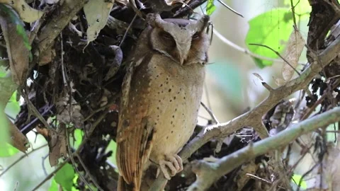 White-fronted scops owl (Otus sagittatus) in tropical rainforest Stock Footage 265759036