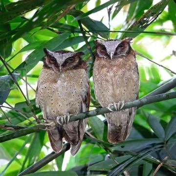White-fronted scops owls Stock Photos