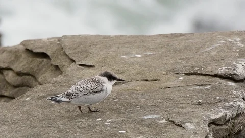 A White-fronted Tern Chick Getting Fed by Parent Stock Footage 120096533
