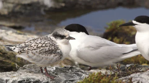 White Fronted Tern Colony on the west coast of New Zealand. Stock Footage 22697940