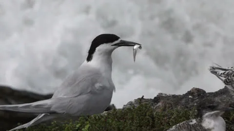White Fronted Tern Colony on the west coast of New Zealand. Stock Footage 22704909