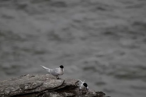 White-fronted Tern, nesting on the Pancake Rocks Stock Photos