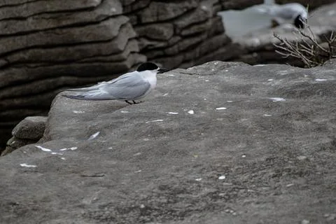 White-fronted Tern, nesting on the Pancake Rocks Stock Photos