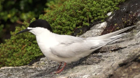 White Fronted Tern on rock on the west coast of  New Zealand. Stock Footage 22714655