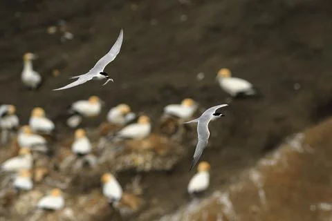 White-fronted Tern (Sterna striata) in flight over coastal colony, elegant .. Stock Photos