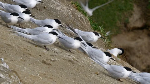 White-fronted terns resting on a steep cliff on a windy day Stock Footage 96088356
