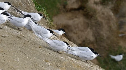 White-fronted terns resting on a steep cliff on a windy day Stock Footage 96089773