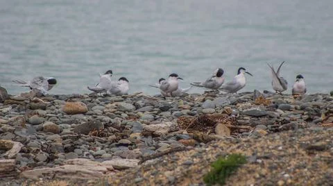 White-fronted Terns ( Sterna striata ), New Zealand sea birds Stock Photos