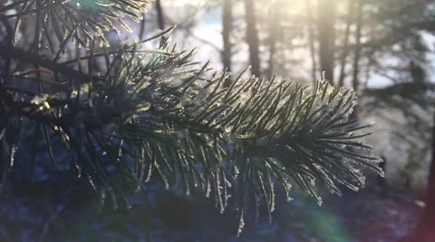 White frost covered pine branches, new pine. Rays of the sun and haze Stock Footage 66774294