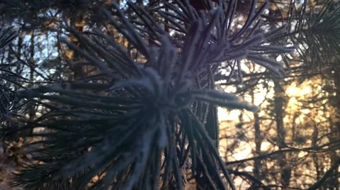 White frost covered pine branches, new pine. Rays of the sun and haze Stock Footage 66774316