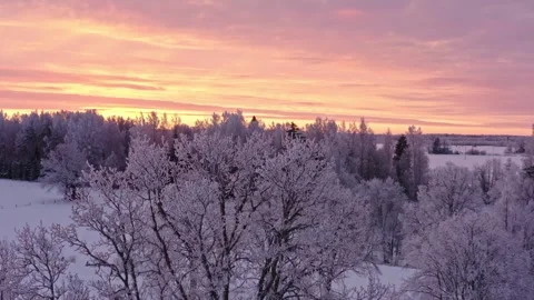 White Frost Covered Trees Stock Footage 256679745