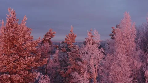 White Frost Covered Trees Stock Footage 256706280