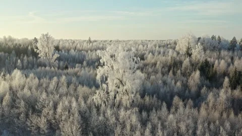 White Frost Covered Trees Stock Footage 258175443