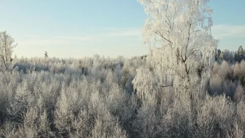 White Frost Covered Trees Stock Footage 258286961