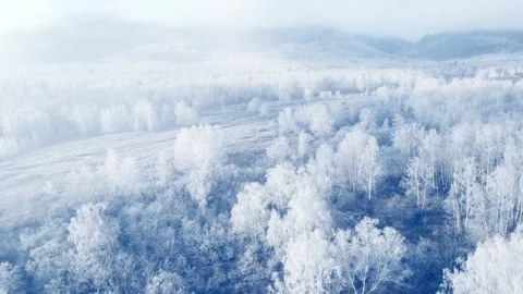 White frost-covered trees in winter forest at foggy sunrise. Video stock 255635587