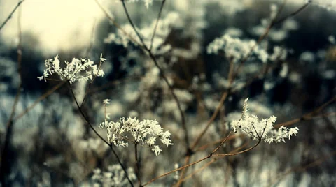 The white frost on the pedicles Stock Footage 35163083