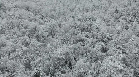 White Frozen Forest Stock Footage 61306194