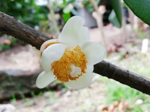 White fruit flower Stock Photos