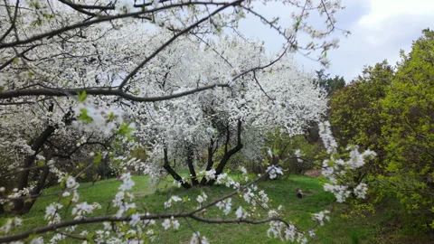 White Fruit Tree Blossoms In Lush Green Spring Meadow Stock Footage 341410449