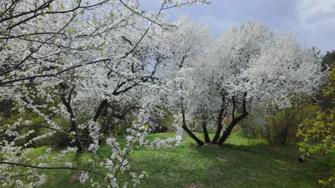 White Fruit Tree Blossoms In Lush Green Spring Meadow Stock Footage 341410544