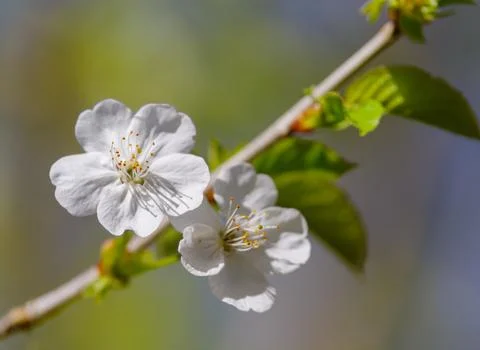 White fruit tree blossoms Stock Photos