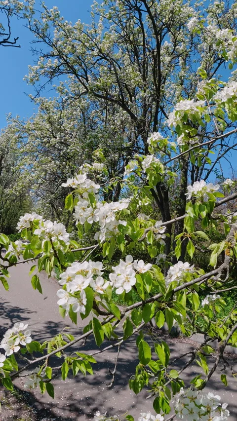 White Fruit Tree Flowers Blooming In Spring Park Under Blue Sky Stock Footage 336954314