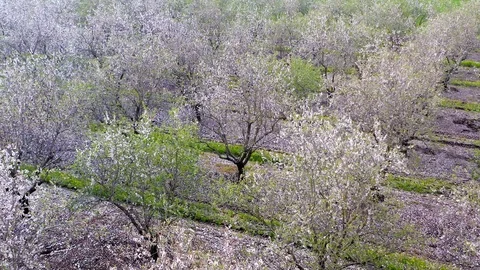 White full bloom Almond trees plantation, Aerial view. Stock Footage 125549655