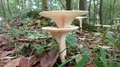 White fungus close up growing in line on forest ground 4k 4k or 4k+ Resolution