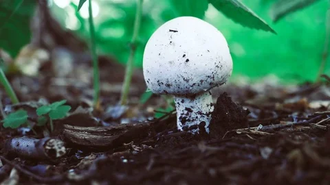White fungus in the forest Stock Footage 76949006