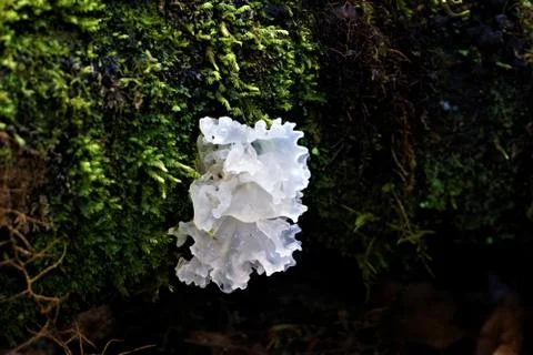 White fungus growing on a branch in Costa Rica Stock Photos
