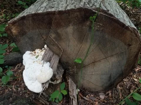 White fungus on tree trunk Stock Photos