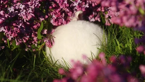 White fur ball, rabbit sleeping among lilac flowers Stock Footage 298615853