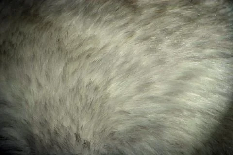White fur Stock Photos